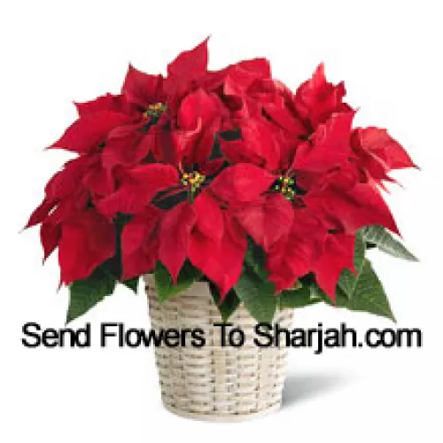 O poinsettia vioaie, colorată și de lungă durată într-un coș. (Vă rugăm să rețineți că ne rezervăm dreptul de a înlocui orice produs cu un produs adecvat de valoare egală în cazul în care un anumit produs nu este disponibil)