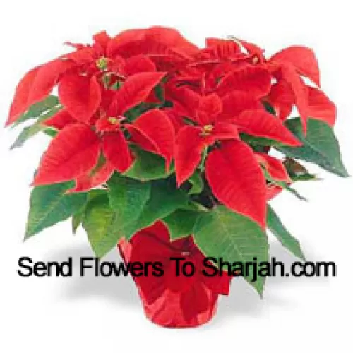 Uma tradição mundial! As poinsettias são uma forma atenciosa de dizer 'Felizes Festas' e adicionam um toque duradouro de cor a qualquer decoração (Por favor, note que reservamos o direito de substituir qualquer produto por um produto adequado de valor igual em caso deindisponibilidade de algum produto específico)